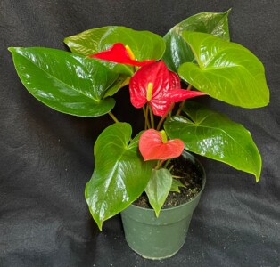 Alabama Red