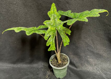 Alocasia Sulawesi ‘Jacklyn’