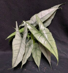 Alocasia heterophylla Dragon’s Breath’