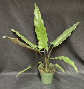Alocasia lauterbachiana