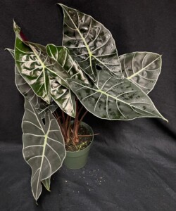 Alocasia longiloba ‘Dragon’s Tooth’