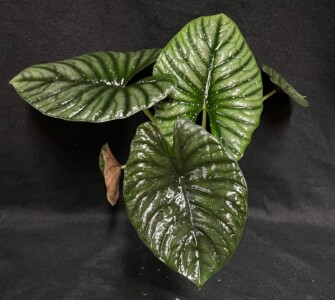 Alocasia nebula imperialis