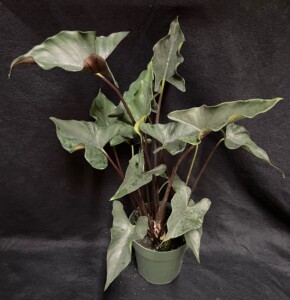 Alocasia princeps ‘Purple Cloak’