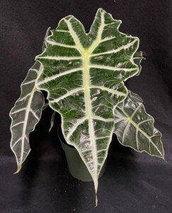 Alocasia x Amazonica Polly