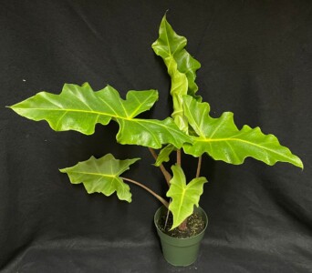 Alocasia x ‘Golden Dragon’