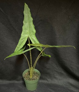 Alocasia zebrina ‘tigrina suberba’