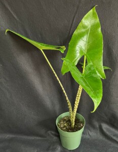 Alocasia zebrina