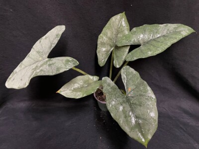 Alocasia’Blue Dragon’