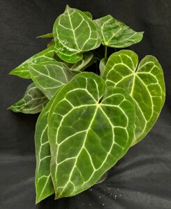 Anthurium crystallinum