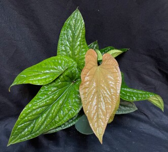 Anthurium radicans x luxurians