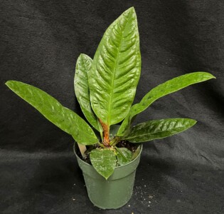 Anthurium superbum