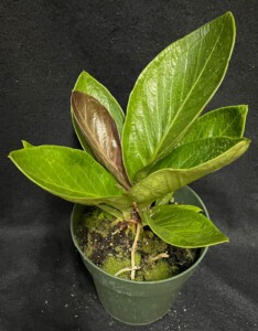 Anthurium ‘Cobra’