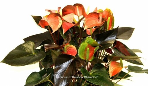 Anthurium x 'Rainbow Champion'