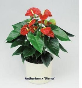 Anthurium x 'Sierra'