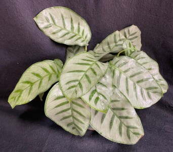 Calathea bella carlina