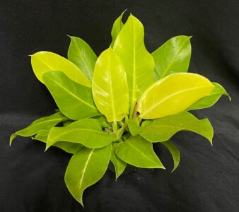 Philodendron x moonlight