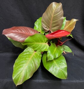Philodendron x ‘McColley’s Finale’