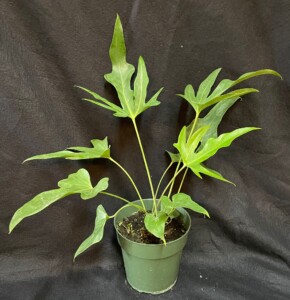 Anthurium sp. podophyllum