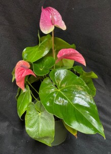Anthurium x 'Utah'