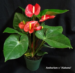 Anthurium x 'Alabama'