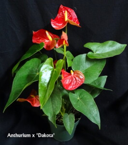 Anthurium x 'Dakota'