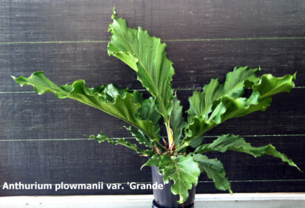 Anthurium sp. plowmanii var. Grande