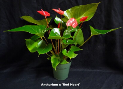 Anthurium Red Heart