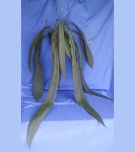 Anthurium sp. vittarifolium