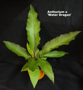Anthurium x 'Water Dragon'