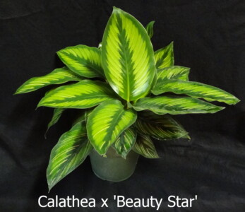 Calathea x’Beauty Star’
