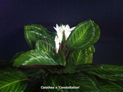 Calathea x 'Constellation'