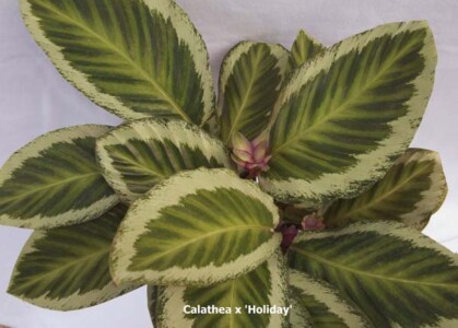 Calathea x 'Holiday'