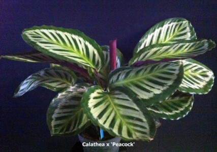 Calathea x 'Peacock'