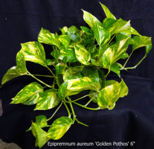 Golden Pothos 6