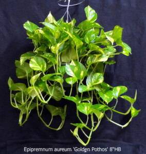 Golden Pothos 8