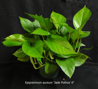 Jade Pothos 6