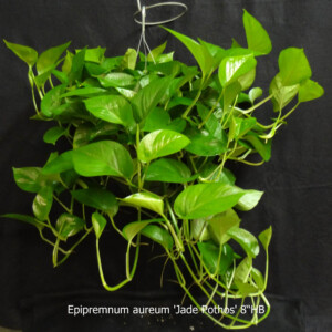 Jade Pothos 8