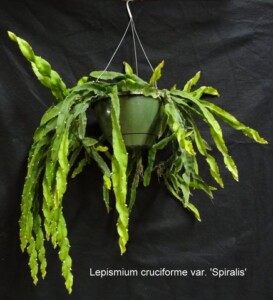 Lepismium cruciforme variety Spiralis "Hurricane Cactus"