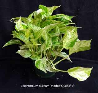 Marble Queen 6