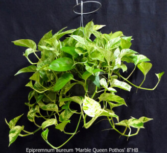 Marble Queen 8