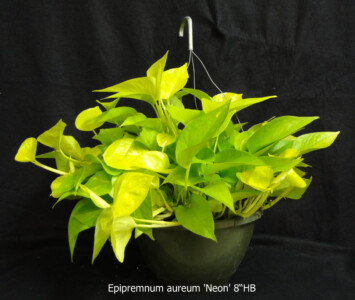 Neon Pothos