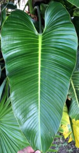 Philodendron Davidsonii