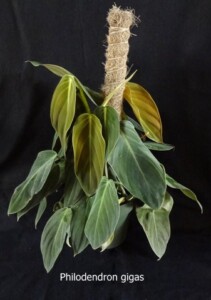 Philodendron Gigas