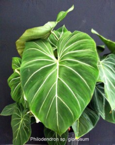 Philodendron sp. Gloriosum