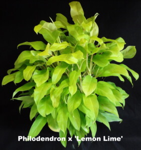 Philodendron Lemon Lime