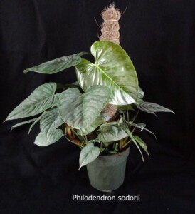 Philodendron Sodorii