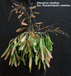 Pseudorhipsalis rammulosa