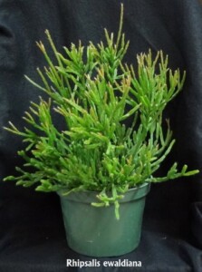 Rhipsalis ewaldiana