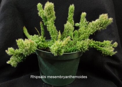 Rhipsalis mesembryanthemoides